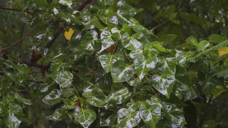 Blätter-Glänzen-Wegen-Nasser-Oberfläche,-Die-Sonnenlicht-Reflektiert,-Regenzeit-In-Fidschi