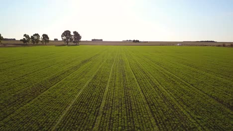 Drone-going-through-green-plantation-field-4k