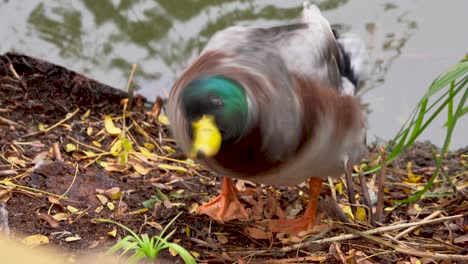 Duck-nimbly-emerging-from-the-water-and-splashing-the-water
