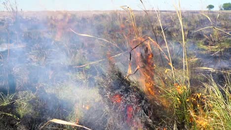 Fire-and-smoke-burning-grass-and-bush-of-the-field-in-Uruguay,-close-up