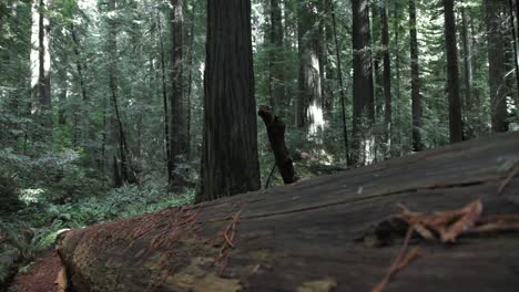 Fallen-Tree-Trunk-Of-Redwood-Tree-In-Forest