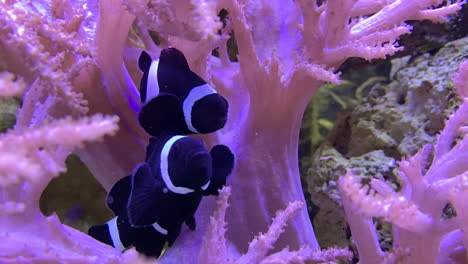 Two-black-clown-fish-swim-around-the-stalk-of-an-anemone