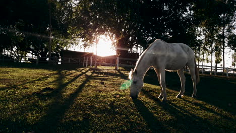 Weißes-Weibliches-Pferd,-Das-Während-Der-Sonnenuntergangsstunde-In-Ländlicher-Umgebung-Weidet