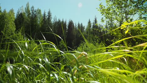 Light-breeze-blows-high-grass-and-bushes-in-green-forest-during-summer