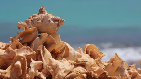 Beautiful-close-up-of-conch-shells-in-a-sunny-day-with-a-blue-ocean-on-the-backgroun