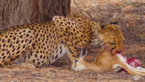 Close-up-shot-of-a-Southeast-African-Cheetah-feeds-on-a-springbok-carcass