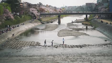 People-Roaming-Around-The-Famous-Kamogawa-River-In-Kyoto,-Japan-During-The-Cherry-Blossom-Season---high-angle-slowmo-shot