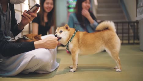 Perro-Shiba-Lamiendo-La-Mano-De-Una-Persona-En-Un-Café-Para-Perros-En-Kyoto,-Japón---Cámara-Lenta