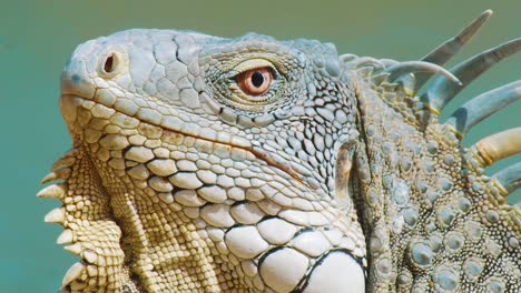Close-up-View-Of-The-Face-Of-Green-Iguana-In-Bonaire