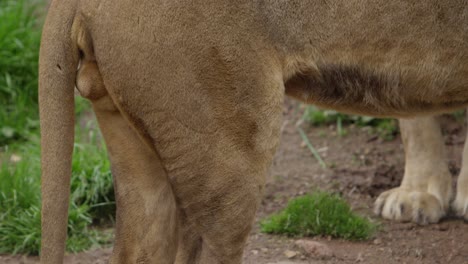 close-up-of-lion-from-hind-legs-to-head