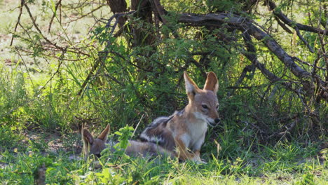 Mother-jackal-lays-down-next-to-her-young-pup-in-the-shade-of-a-tree-in-the-Okavango-Delta-in-Botswana