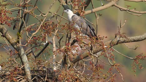 Ein-Weißer-Aufgeblähter-Seeadler-Vogel-Wacht-über-Das-Nest,-Das-Ein-Küken-Hat,-Das-Im-Nest-Darunter-Auf-Dem-Riesigen-Baum-Entlang-Der-Küste-Im-Westlichen-Meer-Indiens-Ruht