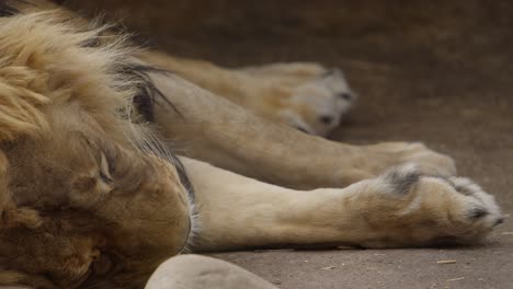 sleeping-lion-rack-focus-from-paws-to-face