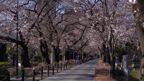 Taxi-Driving-Through-Beautiful-Tunnel-Of-Cherry-Blossoms-In-Aoyama-Cemetery---wide-shot