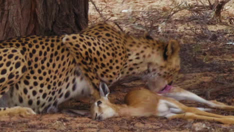 Südostafrikanischer-Gepard-Ernährt-Sich-In-Der-Flirrenden-Hitze-Von-Einem-Springbockkadaver