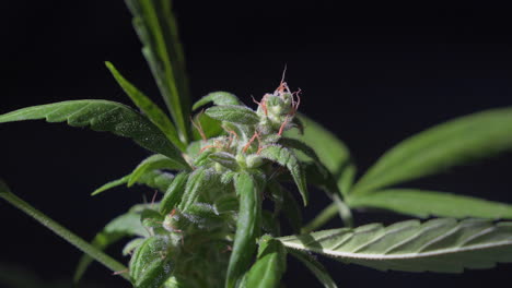 Static-shot-of-the-top-of-a-marijuana-plant-with-growing-bud-in-outdoor-light