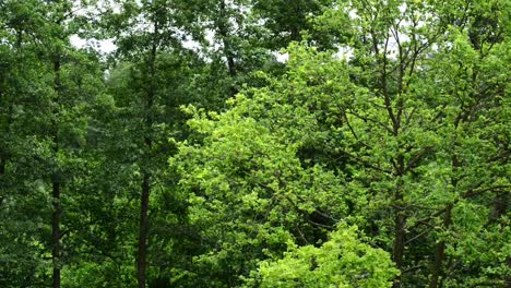 Ramas-De-árboles-En-Un-Día-Ventoso-Vista-Del-Bosque-Del-Parque-Natural-En-Europa