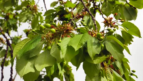 close-up-view-of-green-cherries-and-leaves-on-tree-twigs-at-springtime