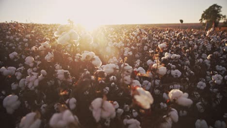 Beautiful-golden-sun-shines-behind-a-vast-cotton-field-during-sunset