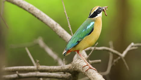 Colourful-Male-Pitta-Bird-with-earthworm-in-its-beak-to-feed-its-chicks-in-the-nest