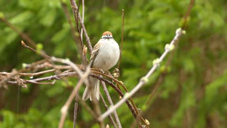 Tiny-plump-bird-perched-on-branch-during-light-rain