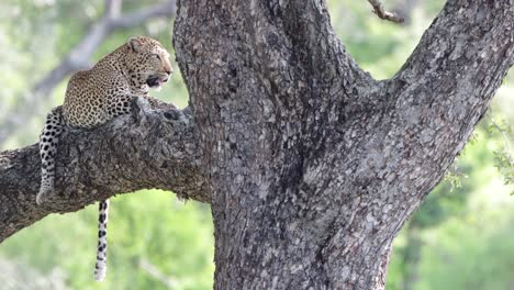 Leopard-straddles-branch-in-tree-panting-in-mid-day-African-heat