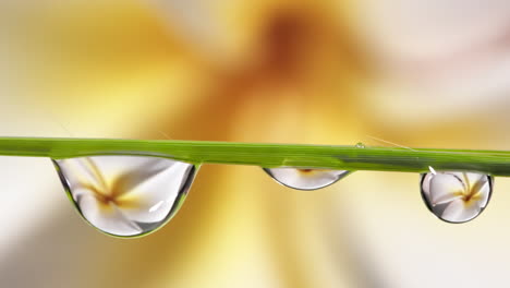 Slow-Motion-Water-Droplet-Splash-onto-Dew-Drops-on-Grass-with-Flower-Inside