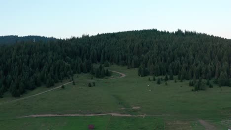 Herd-of-cows-grazing-on-green-forested-hillside-meadow-at-dusk-Aerial-crane-shot