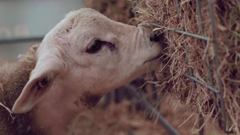 Cute-baby-sheep-feeding-on-hay--close-up