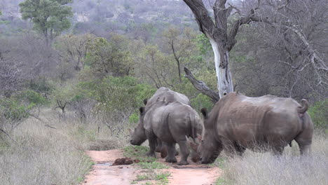 Grupo-De-Rinocerontes-Camina-Lentamente-Por-Camino-De-Tierra-En-Matorrales-Sudafricanos