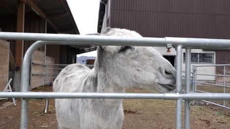 Hungry-white-donkey-on-farm-stucking-head-between-grids-looking-for-food