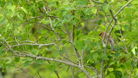 Kleiner-Bunter-Vogel,-Der-An-Einem-Bewölkten-Tag-Im-Frühjahr-In-Kanada-Von-Ast-Zu-Ast-Springt