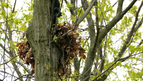 A-black-squirrel-comes-out-of-the-nest-with-his-babies