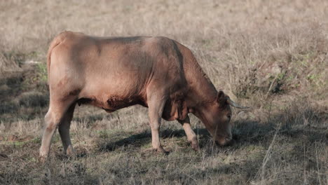 Side-View-Of-Alentejana-Cow-Breed-Grazing-Alone-In-The-Pasture-In-Alentejo,-Portalegre,-Portugal---Slow-Motion