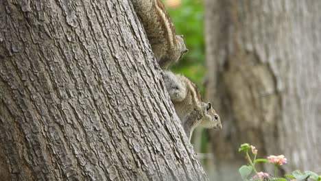 Gimbal-shot-of-chipmunks-grooming-each-other