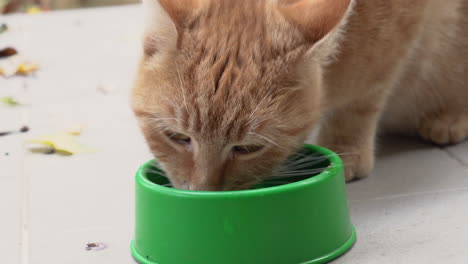 Handheld-as-a-cute-red,-ginger-cat-eating-from-a-bowl