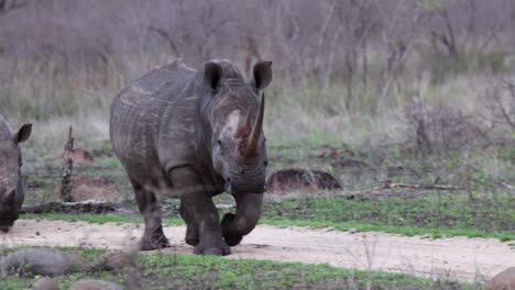 African-White-Rhino-walks-along-dirt-road-on-stark,-dry-savanna