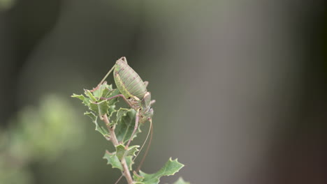 Insect-Great-Green-Bush-Cricket-Tettigonia-Viridissima-In-Forest-At-Serra-de-Aire-e-Candeeiros,-Leiria-Portugal
