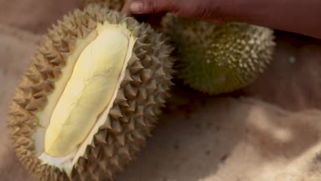Nahaufnahmen-Eines-Mannes,-Der-Durian-Mit-Den-Händen-Schneidet-Und-Schält
