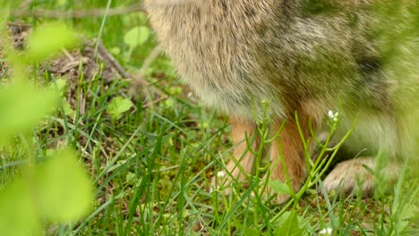 Super-close-up-shot-of-a-brown-rabbit-eating-grass
