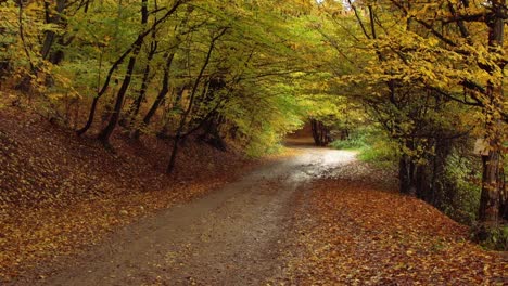 Schöner-Herbstbaumtunnel-Im-Wald-Von-Rumänien---Nach-Oben-Kippen