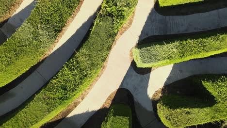 Aerial-top-down-flying-over-a-complex-multicursal-green-hedge-maze-on-an-open-field-at-daytime