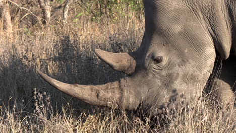 Close-up-profile-shot-of-a-Southern-white-rhino-grazing-on-dry-grass-showing-the-details-of-its-impressive-horn