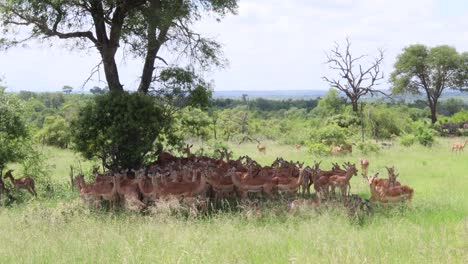 Eine-Ganze-Herde-Von-Impalas-Drängt-Sich-In-Den-Schatten-Eines-Einzelnen-Großen-Baums-Im-Krüger-Nationalpark