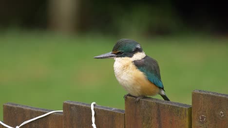 A-Sacred-Kingfisher-Bird-Sitting-On-The-Wooden-Fence-In-The-Lush-Garden-In-New-Zealand---close-up,-selective-focus