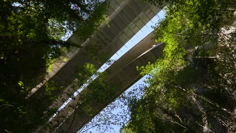 Kreiselaufnahme-Einer-Riesigen-Brücke-Und-Hoher-Bäume-Im-Ländlichen-Wald-Bei-Sonnenlicht