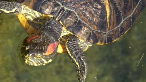 Static-close-up-of-resting-turtle-in-water-lake-during-sunny-day-outdoors