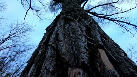 Tilt-up-shot-along-tree-trunk-to-leafless-canopy-on-cloudy-day