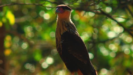 Northern-crested-caracara-in-the-Brazilian-Savanna-on-a-branch-next-to-the-highway