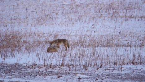 Coyote-En-Un-Campo-Abierto-Cubierto-De-Nieve